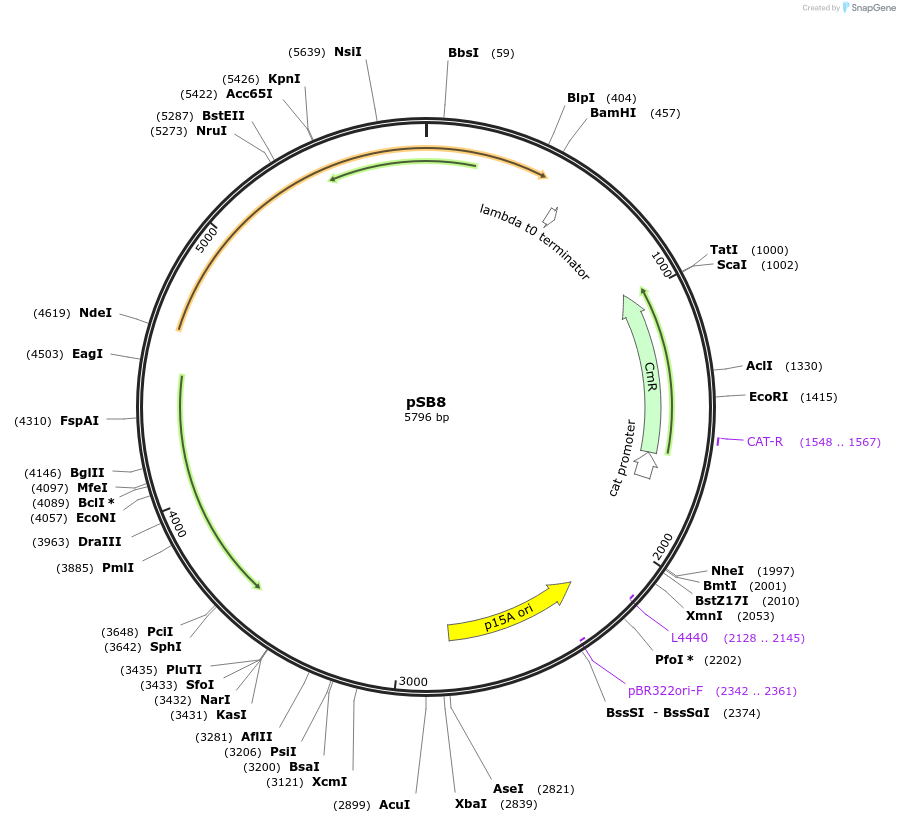 82037-plasmid-map-sequence-id-174335