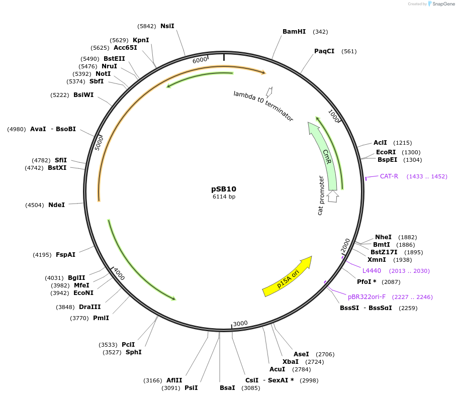 82039-plasmid-map-sequence-id-174336