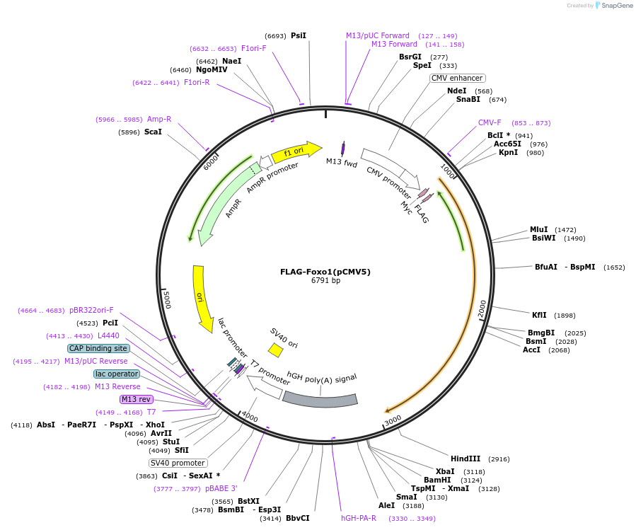12148-plasmid-map-sequence-id-174342