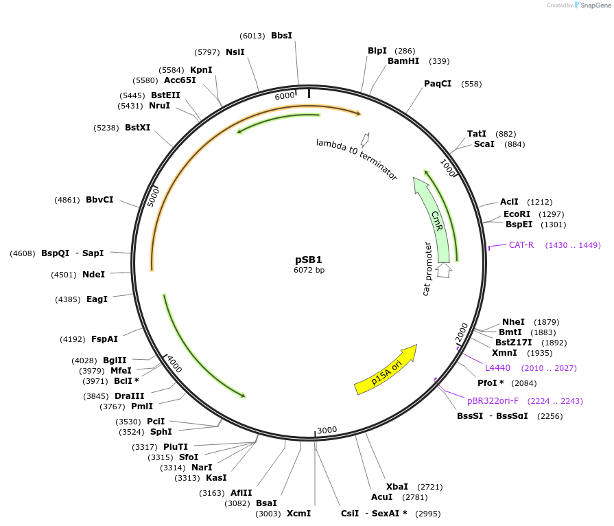 81227-plasmid-map-sequence-id-174343
