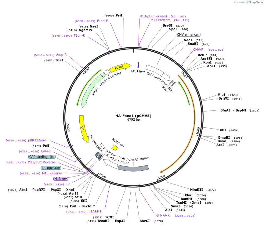 12142-plasmid-map-sequence-id-174344