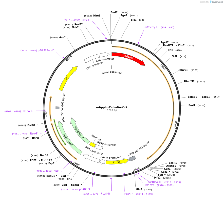 54934-plasmid-map-sequence-id-174354