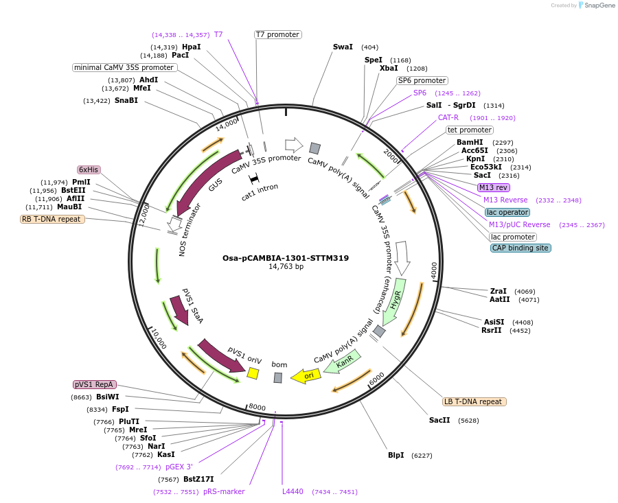 84201-plasmid-map-sequence-id-174370