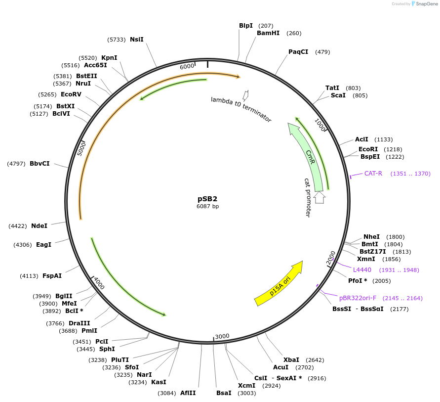 82026-plasmid-map-sequence-id-174389
