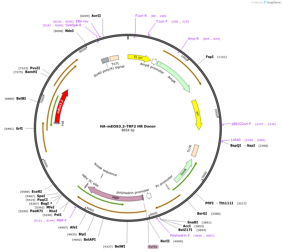 86845-plasmid-map-sequence-id-174393