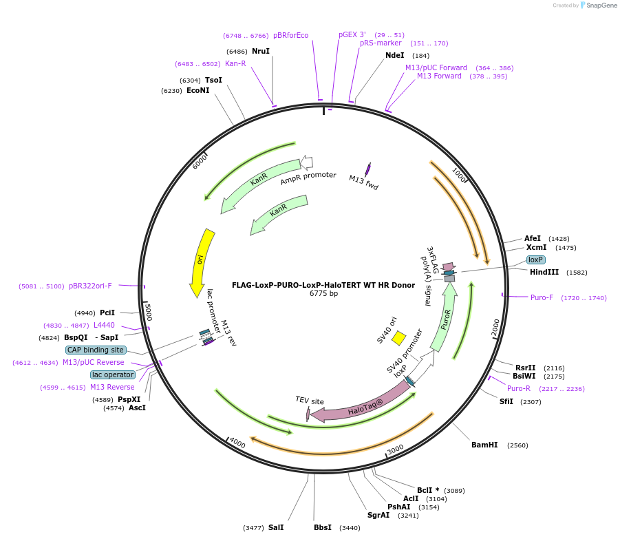 86843-plasmid-map-sequence-id-174395