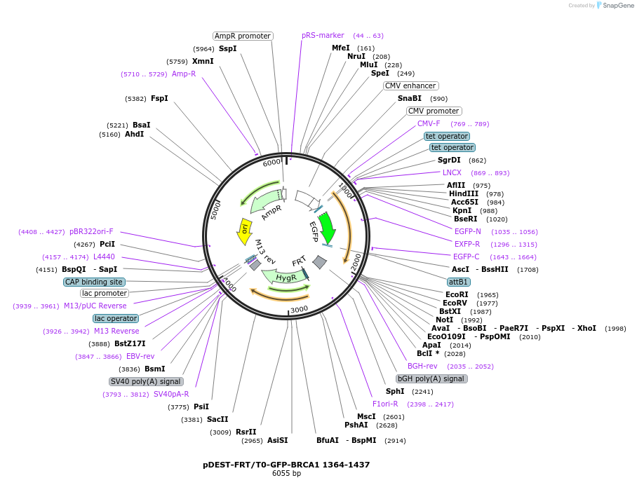 71119-plasmid-map-sequence-id-174405
