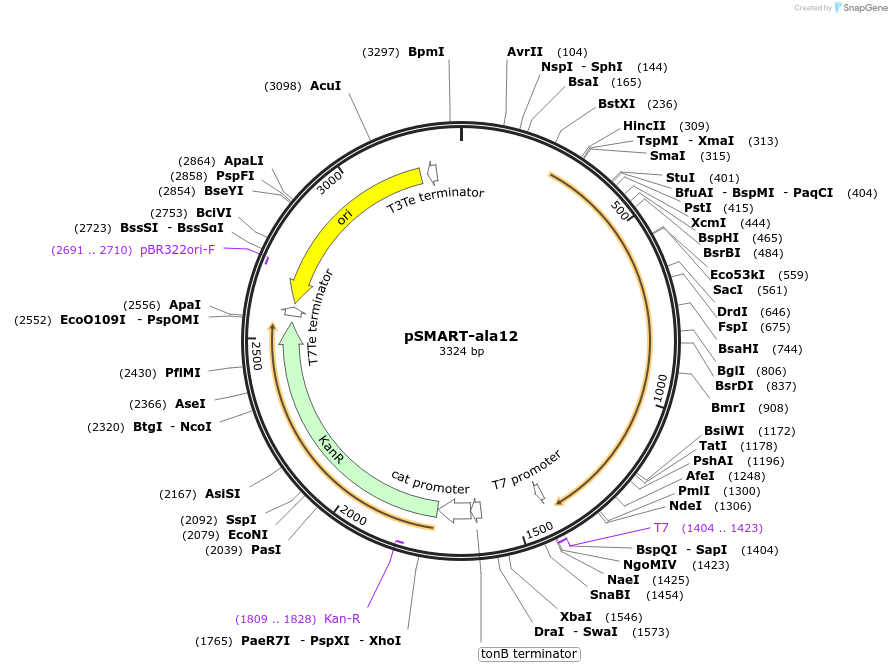 87173-plasmid-map-sequence-id-174449