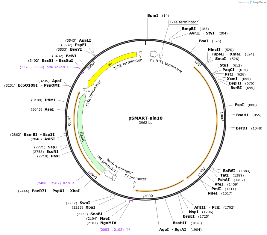 87135-plasmid-map-sequence-id-174451