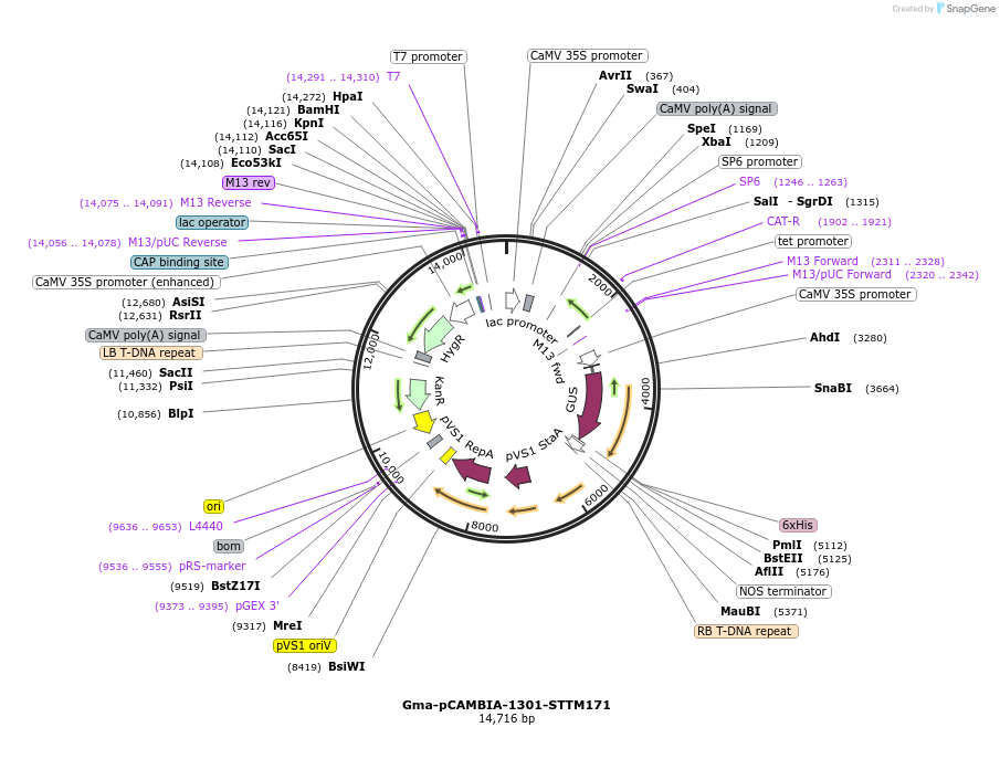 84080-plasmid-map-sequence-id-174468