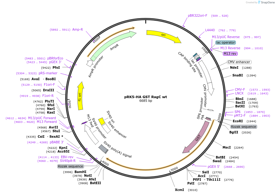 19304-plasmid-map-sequence-id-174472