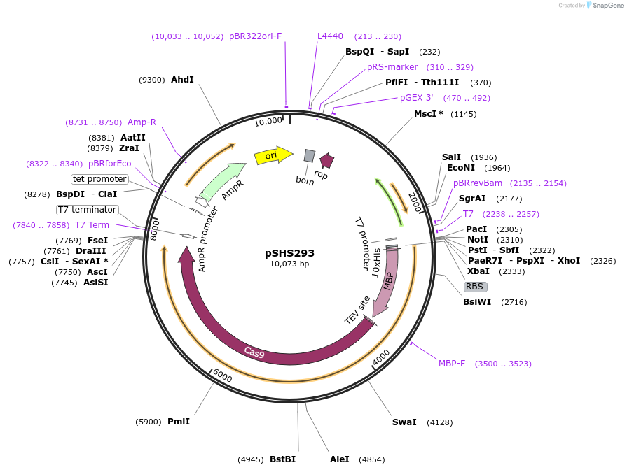 87348-plasmid-map-sequence-id-174587