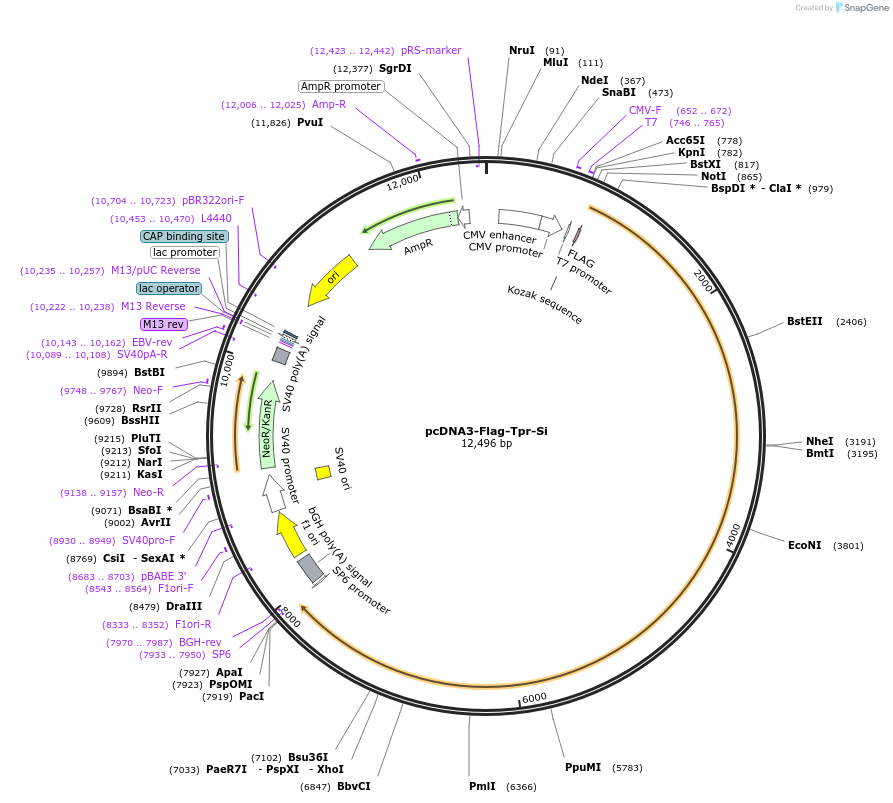 60918-plasmid-map-sequence-id-174590