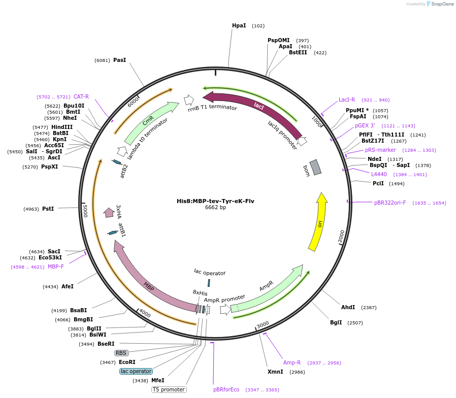 83391-plasmid-map-sequence-id-174593
