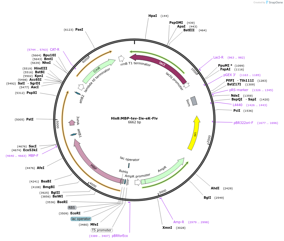 83392-plasmid-map-sequence-id-174594