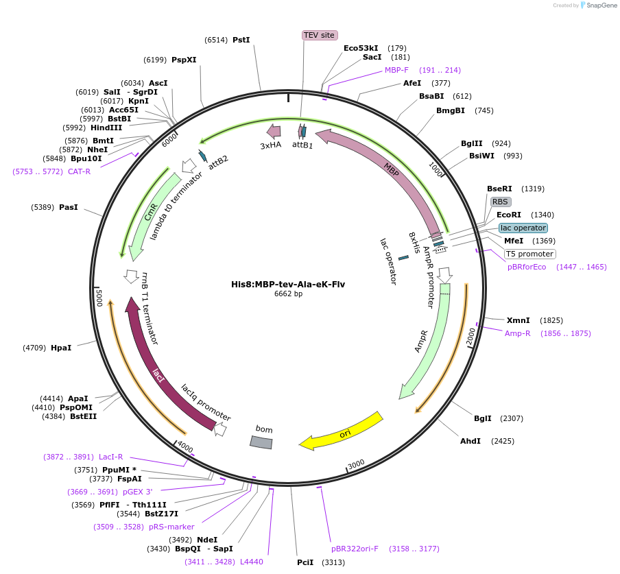 83393-plasmid-map-sequence-id-174595