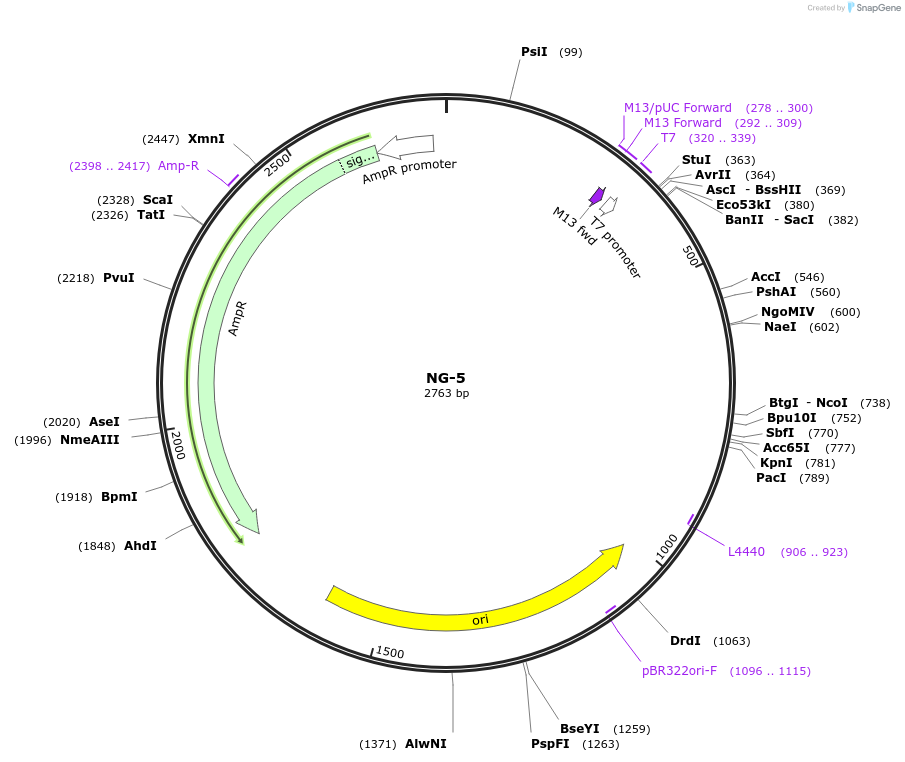87494-plasmid-map-sequence-id-174599