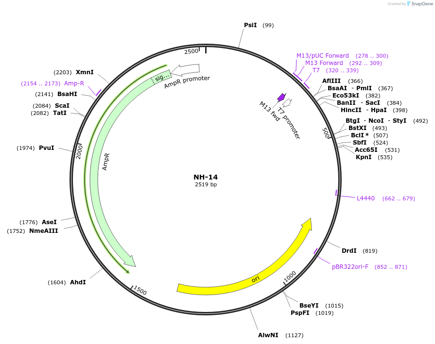 87519-plasmid-map-sequence-id-174601