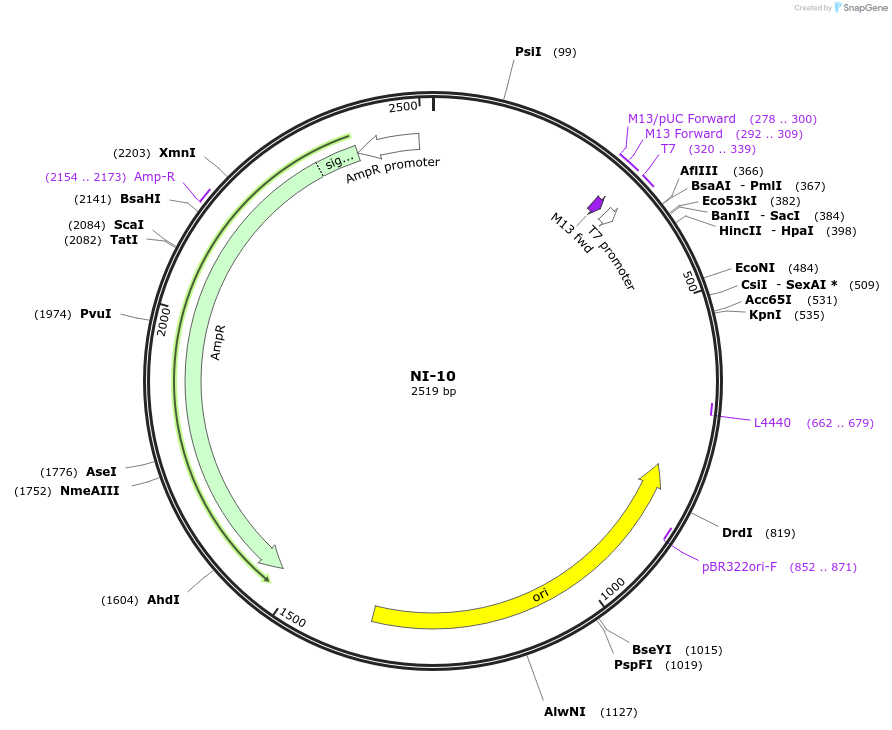 87483-plasmid-map-sequence-id-174606