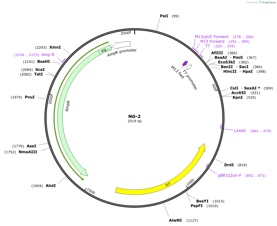 87491-plasmid-map-sequence-id-174609