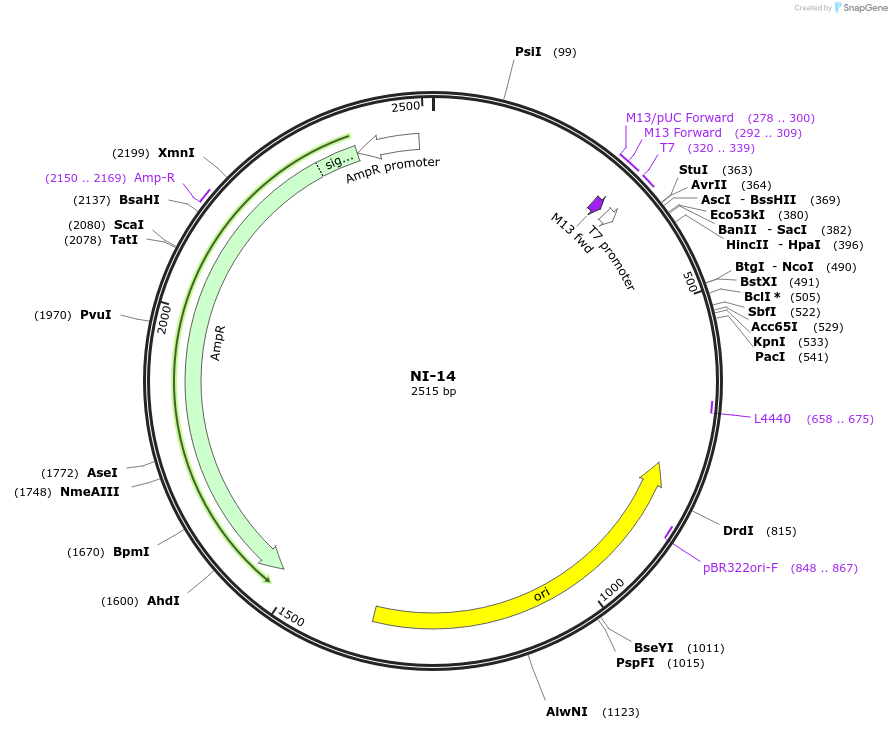 87487-plasmid-map-sequence-id-174611
