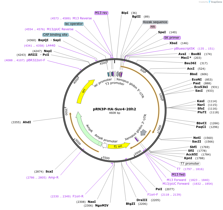 86691-plasmid-map-sequence-id-174641