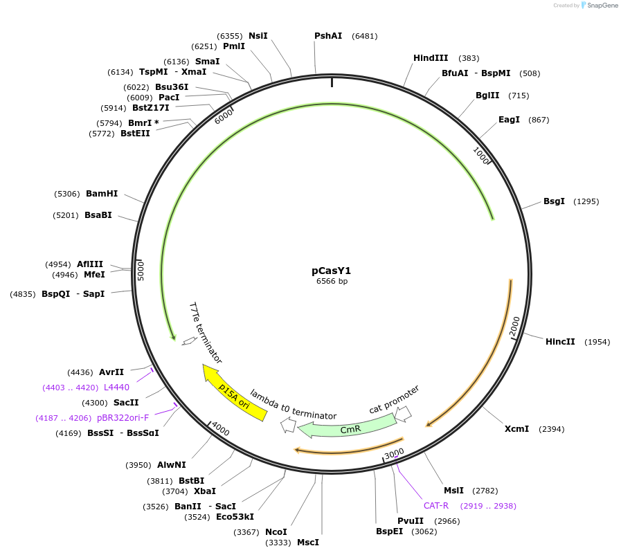 87687-plasmid-map-sequence-id-174643