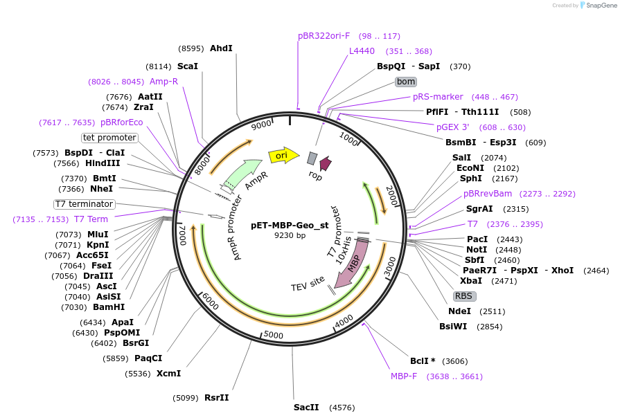 87700-plasmid-map-sequence-id-174647