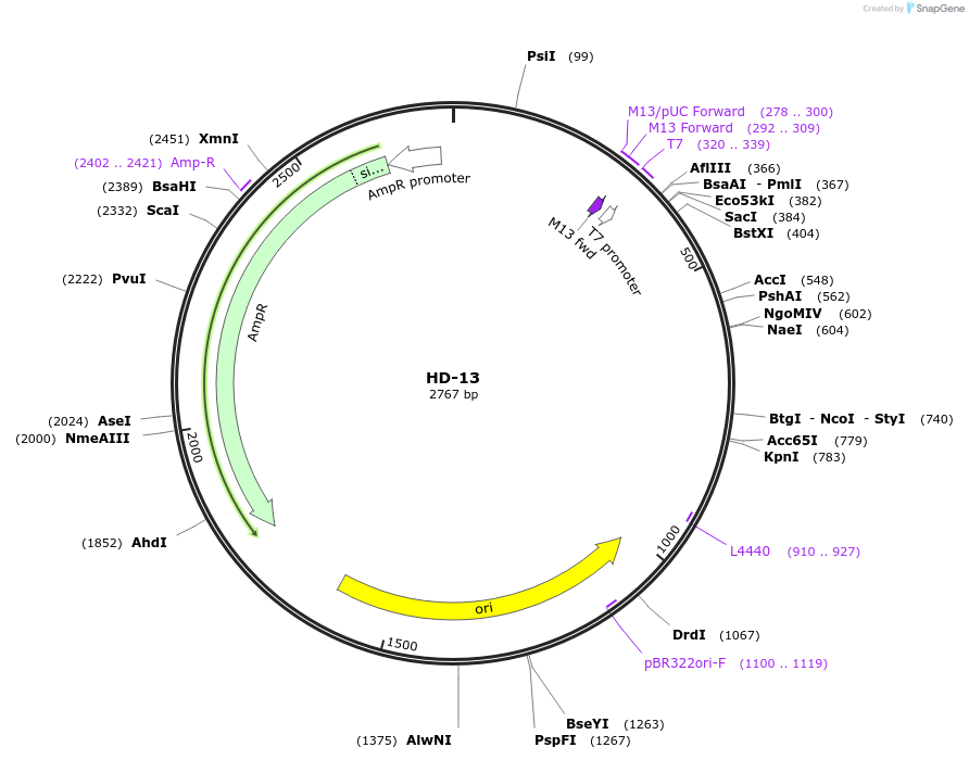 87470-plasmid-map-sequence-id-174649