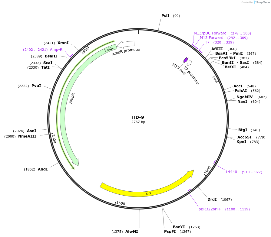 87466-plasmid-map-sequence-id-174653