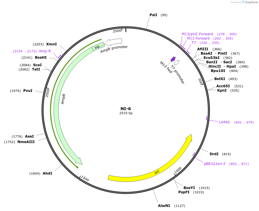 87479-plasmid-map-sequence-id-174655