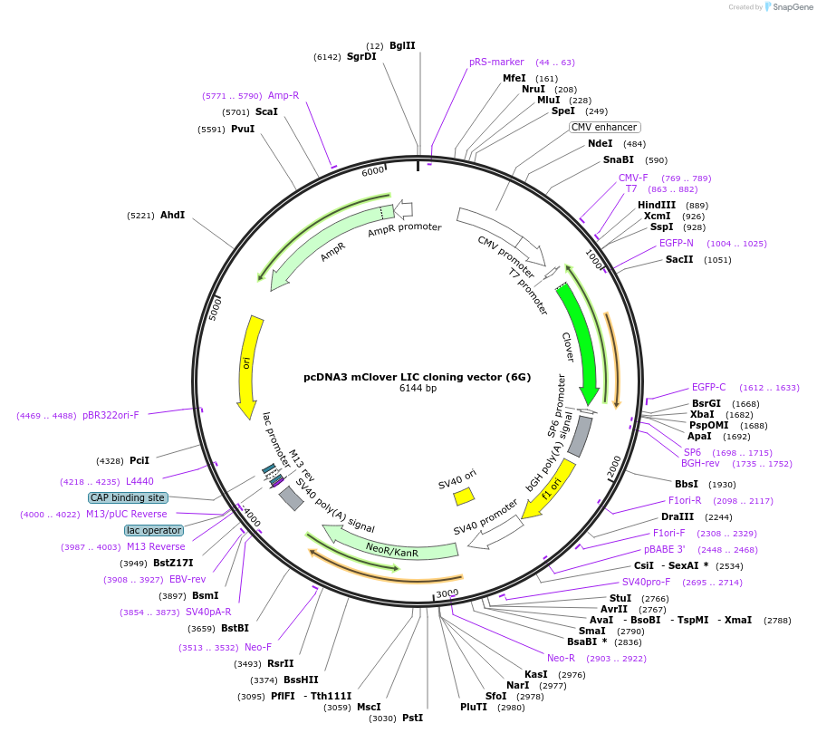 86964-plasmid-map-sequence-id-174657