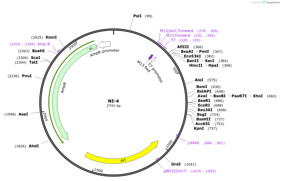 87477-plasmid-map-sequence-id-174658