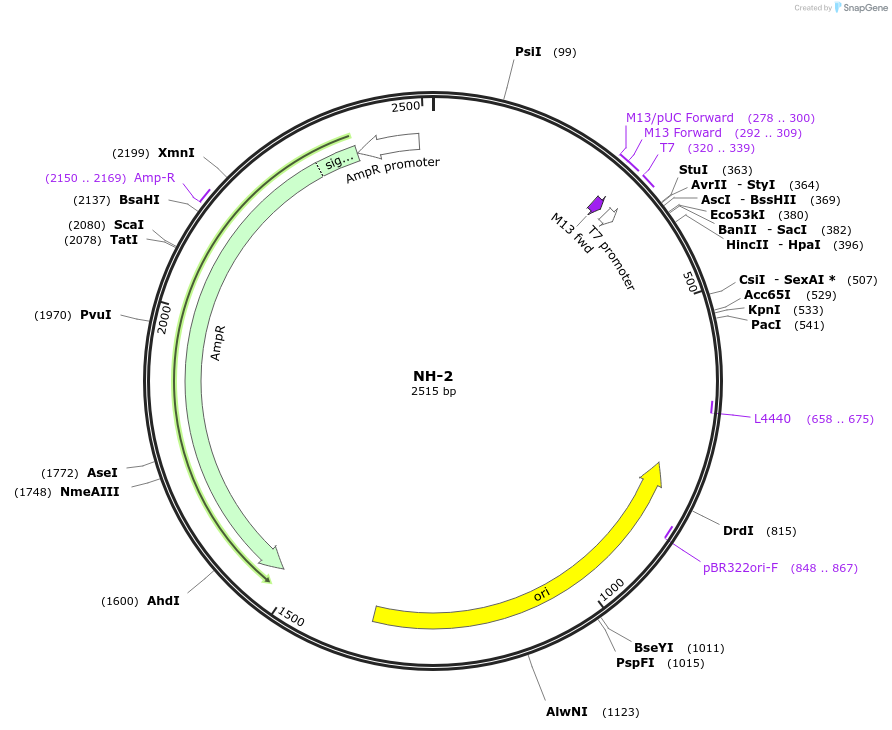 87507-plasmid-map-sequence-id-174666