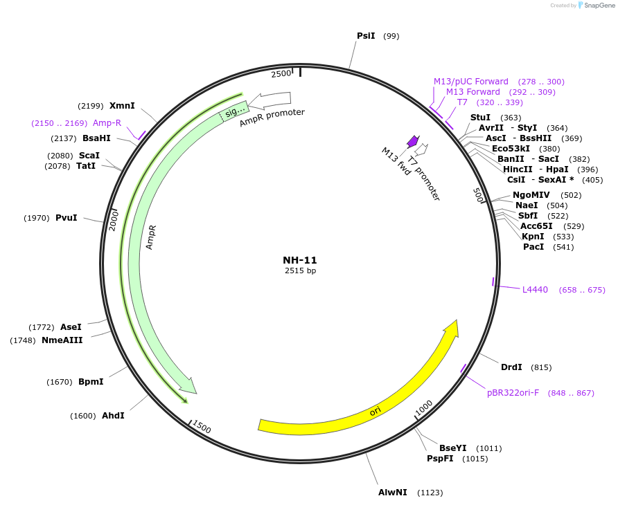 87516-plasmid-map-sequence-id-174677