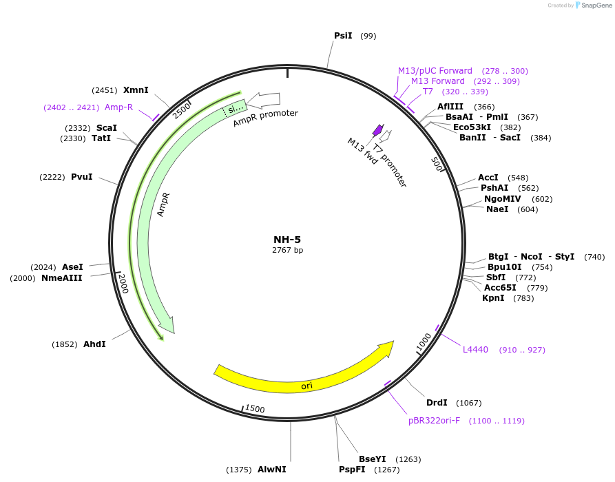 87510-plasmid-map-sequence-id-174682