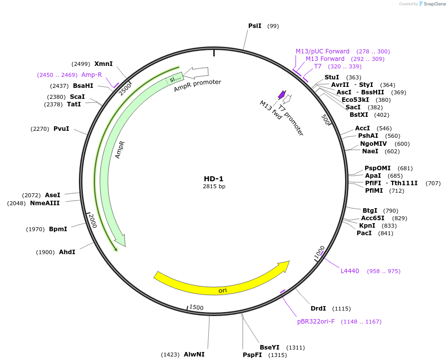 87458-plasmid-map-sequence-id-174691