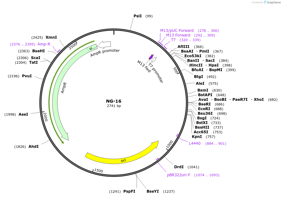 87505-plasmid-map-sequence-id-174694