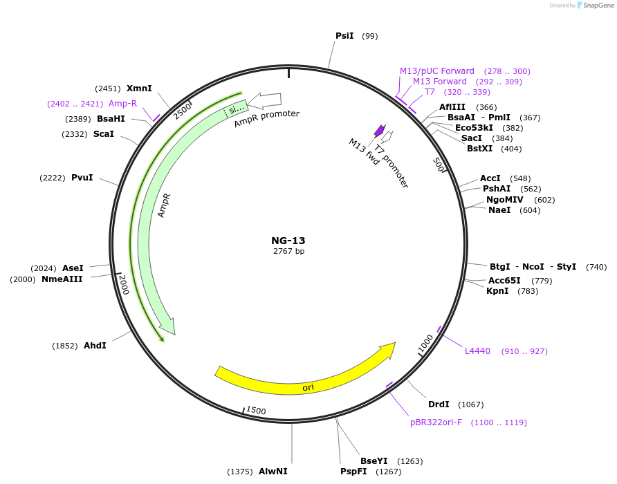 87502-plasmid-map-sequence-id-174697