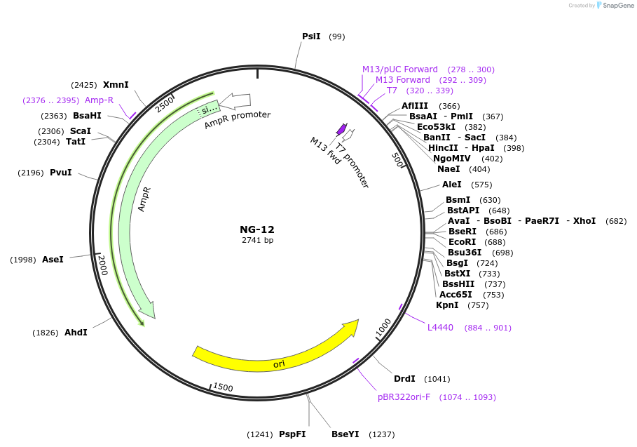 87501-plasmid-map-sequence-id-174703