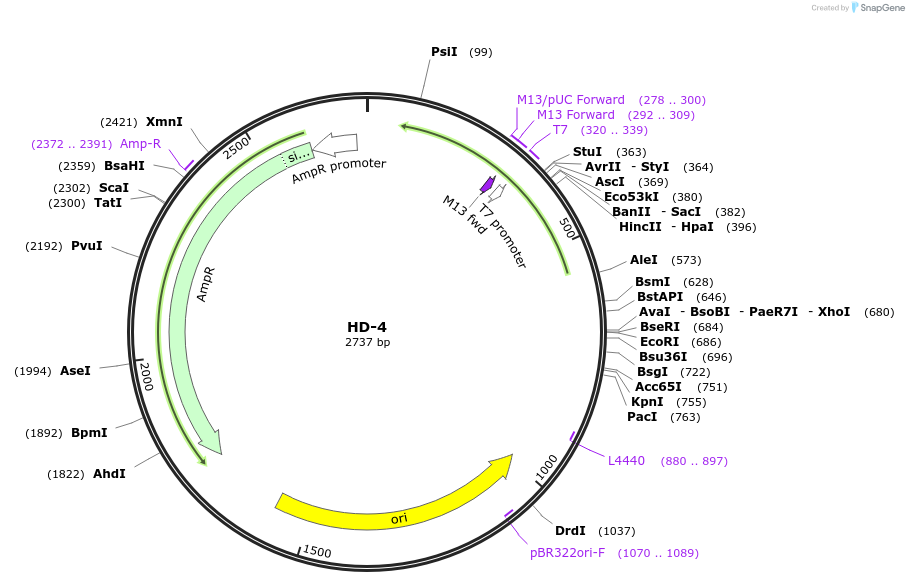 87461-plasmid-map-sequence-id-174727