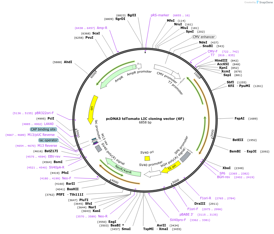 86963-plasmid-map-sequence-id-174746