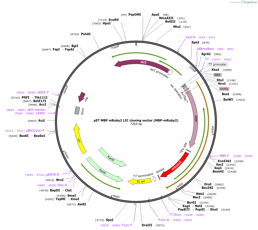 86933-plasmid-map-sequence-id-174748
