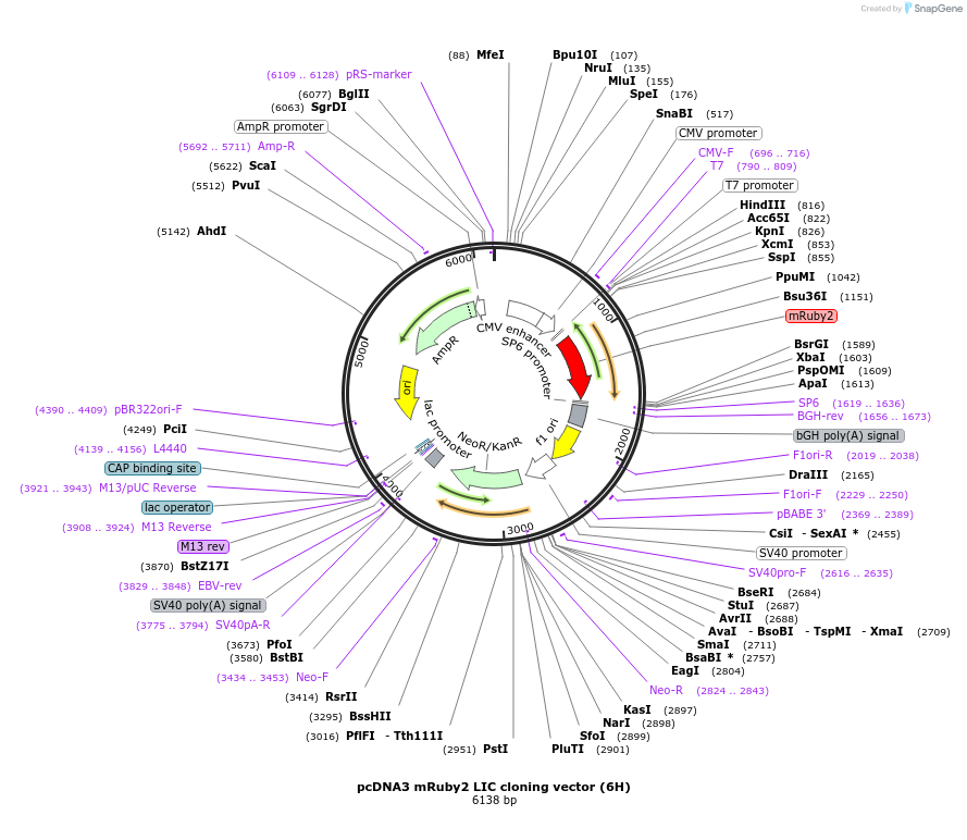 86965-plasmid-map-sequence-id-174749