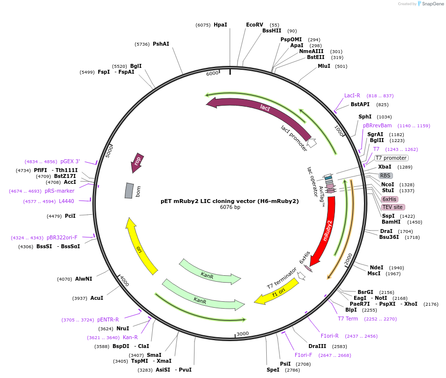 86934-plasmid-map-sequence-id-174750
