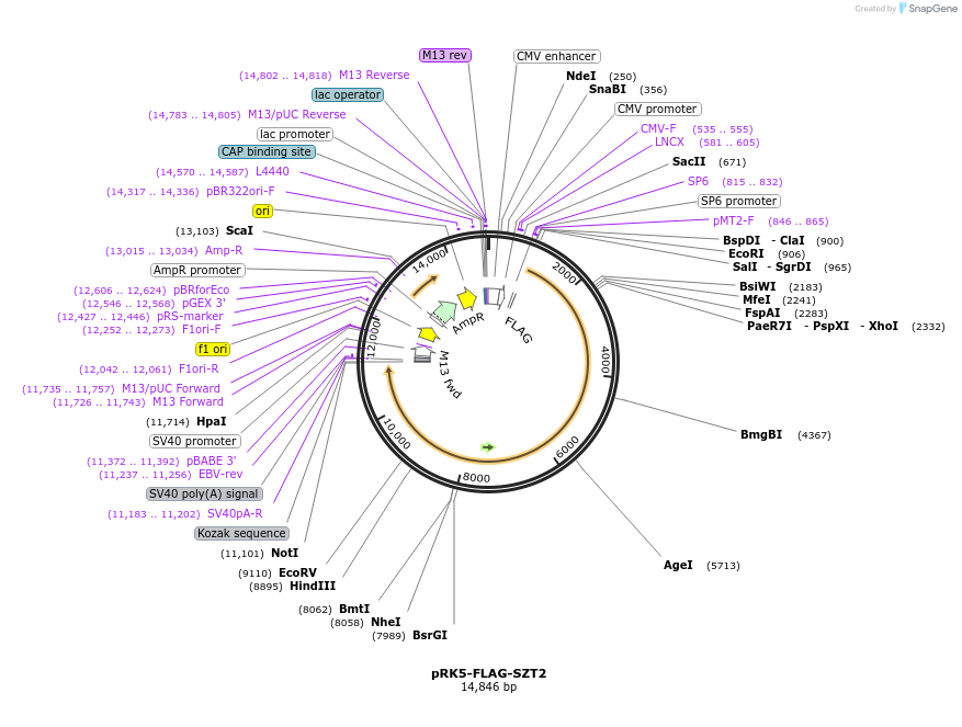 87034-plasmid-map-sequence-id-174753