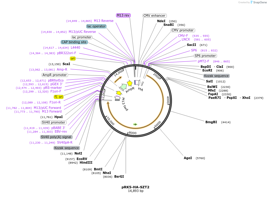87035-plasmid-map-sequence-id-174755