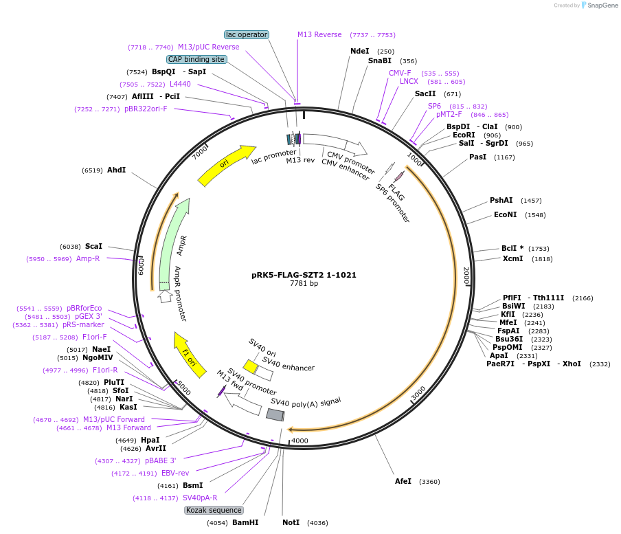 87036-plasmid-map-sequence-id-174764