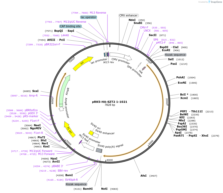 87037-plasmid-map-sequence-id-174765