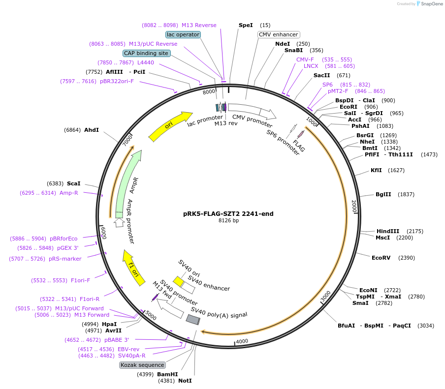 87039-plasmid-map-sequence-id-174774